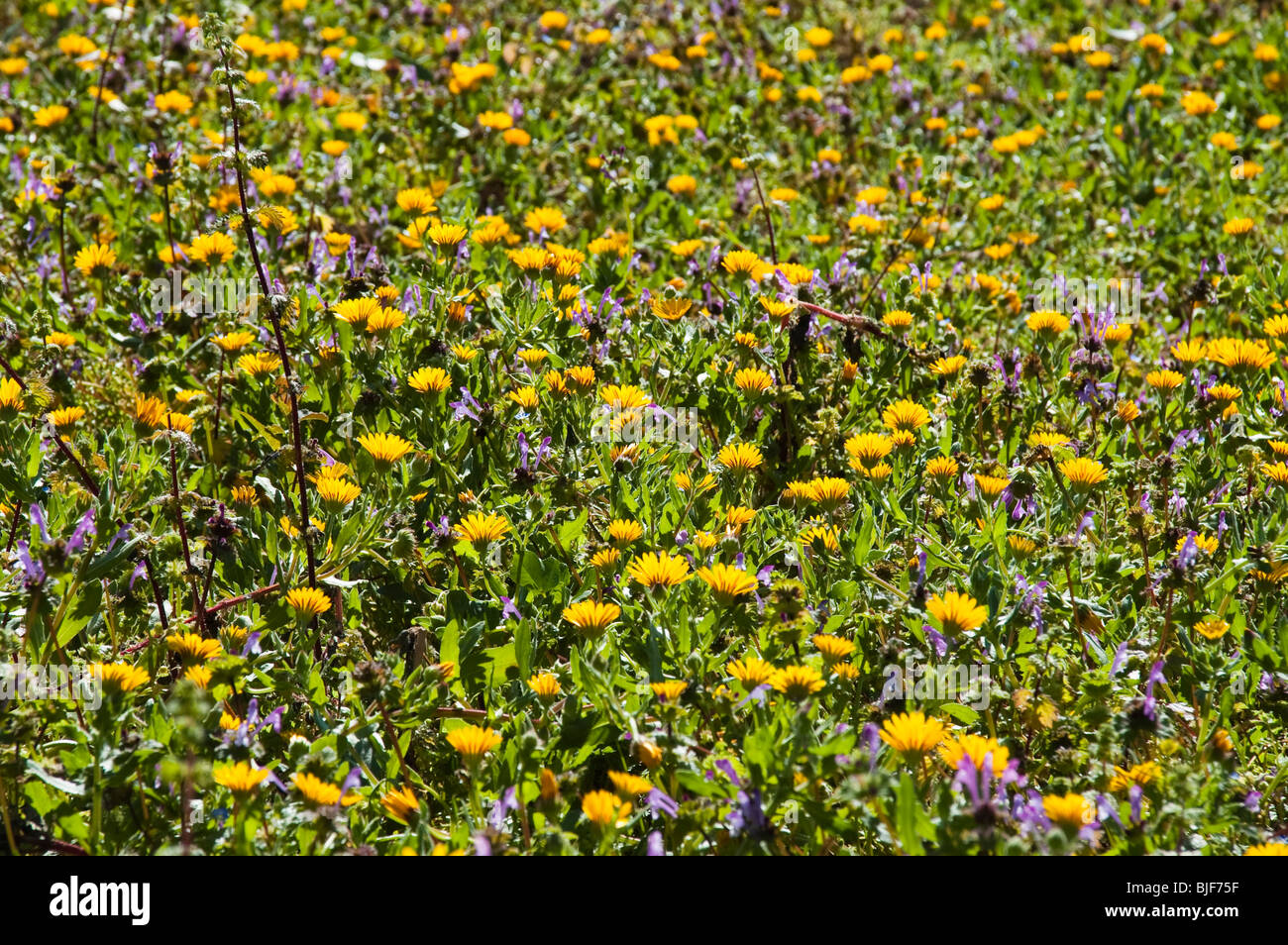 Frühling Blumenwiese, gelbe Blüten, Mallorca, Balearen, Spanien | yellow Spring flowers, Mallorca, Spain Stock Photo