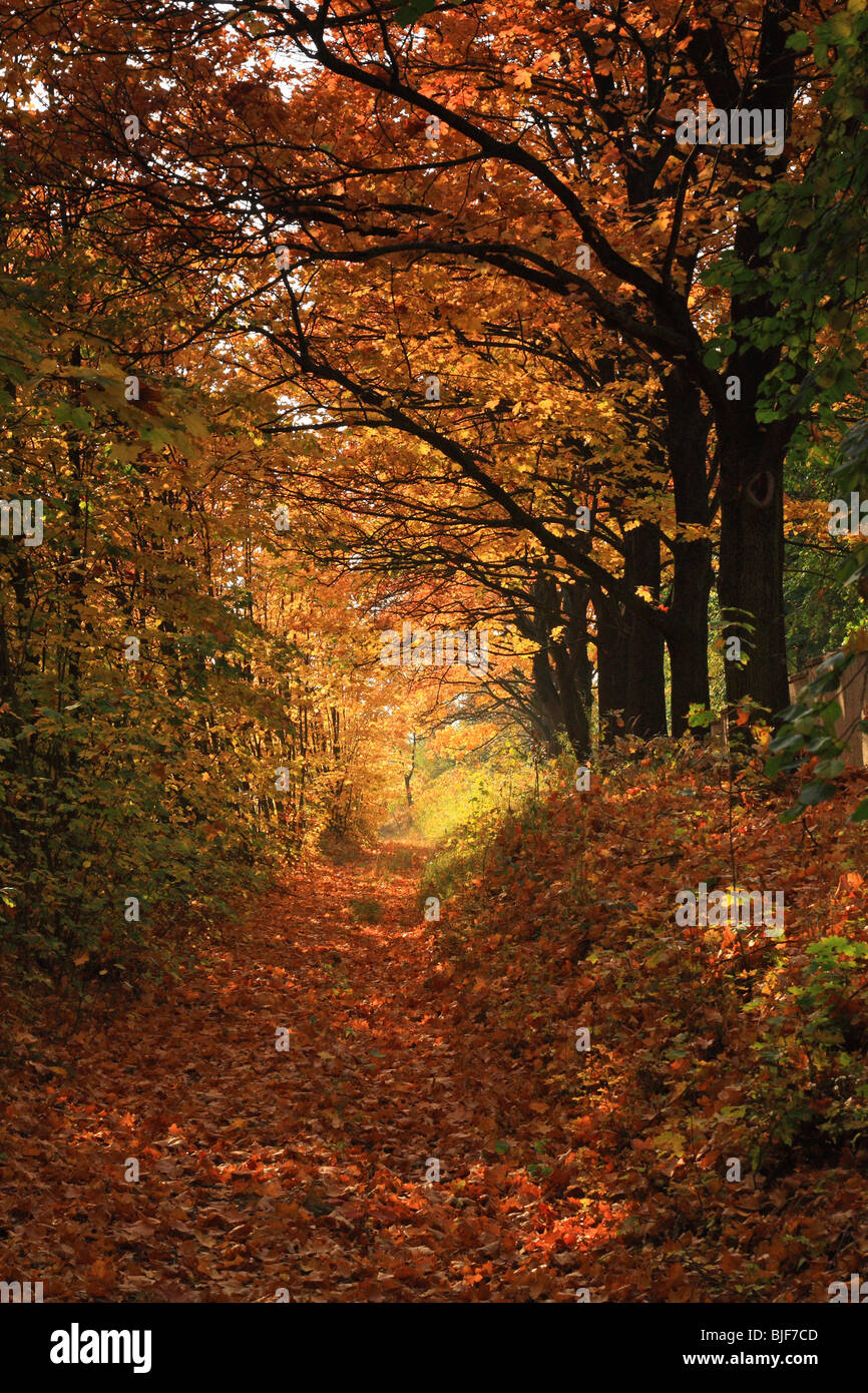 Sunlight pouring into the autumn forest creating a mystical ambiance Stock Photo