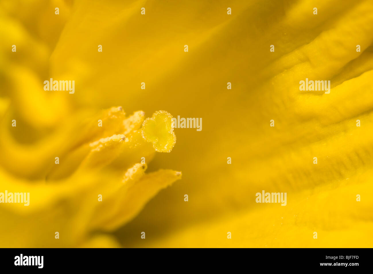 close up daffodil (narcissus) flower in spring Stock Photo
