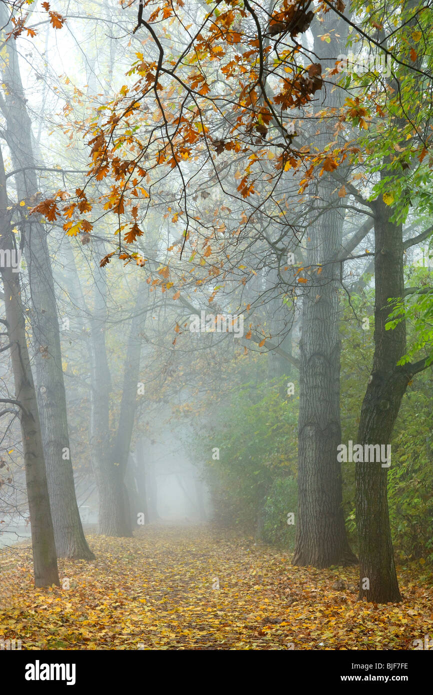 Park in the misty fall day Stock Photo