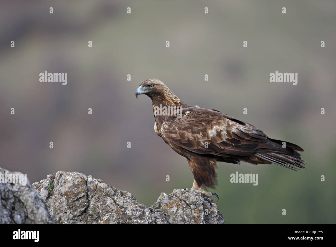 Golden eagle alighted on a rock, Aquila chrysaetos,Steinadler,Steenarend, adult, portrait,Central Balkan National Park,Bulgaria Stock Photo