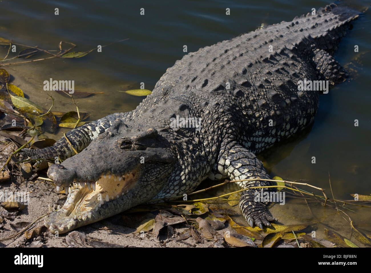 CUBAN CROCODILE (Crocodylus rhombifer) basking, Zapata swamp, Cuba. Critically endangered species. Captive. Stock Photo