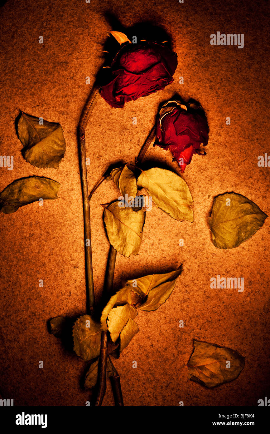 Dead flower on slate Stock Photo Alamy