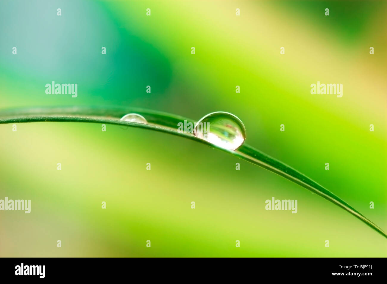 Water drops on green plant leaf Stock Photo