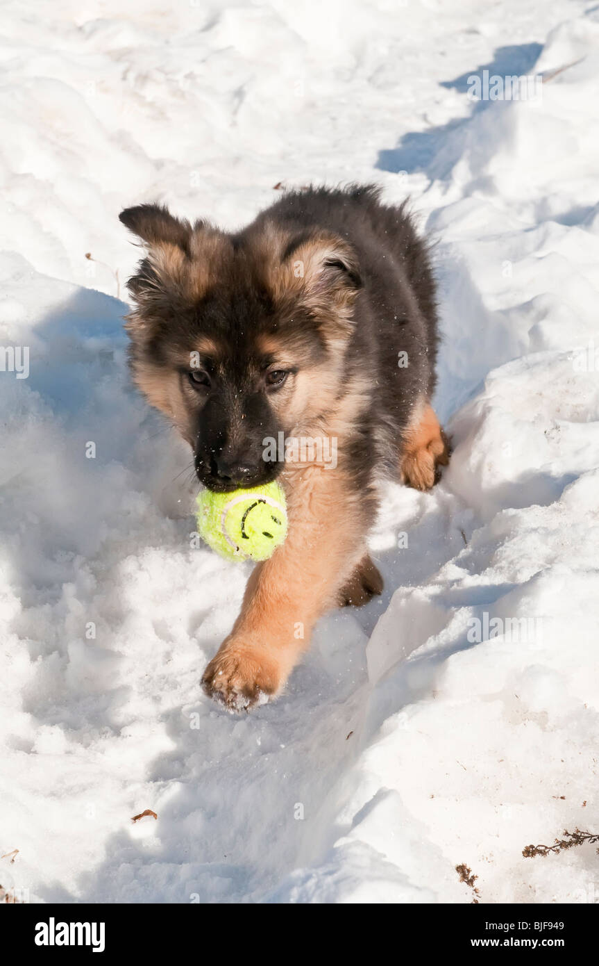 Long Coat German Shepherd Dog Stock Photos Long Coat German