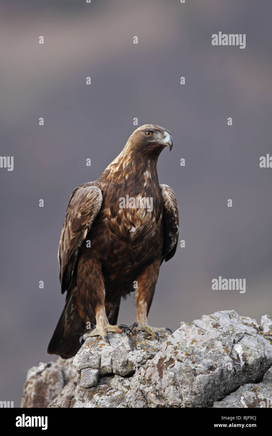 Golden eagle landed on a rock, Aquila chrysaetos, Steinadler, Steenarend, adult, portrait,Central Balkan National Park, Bulgaria Stock Photo