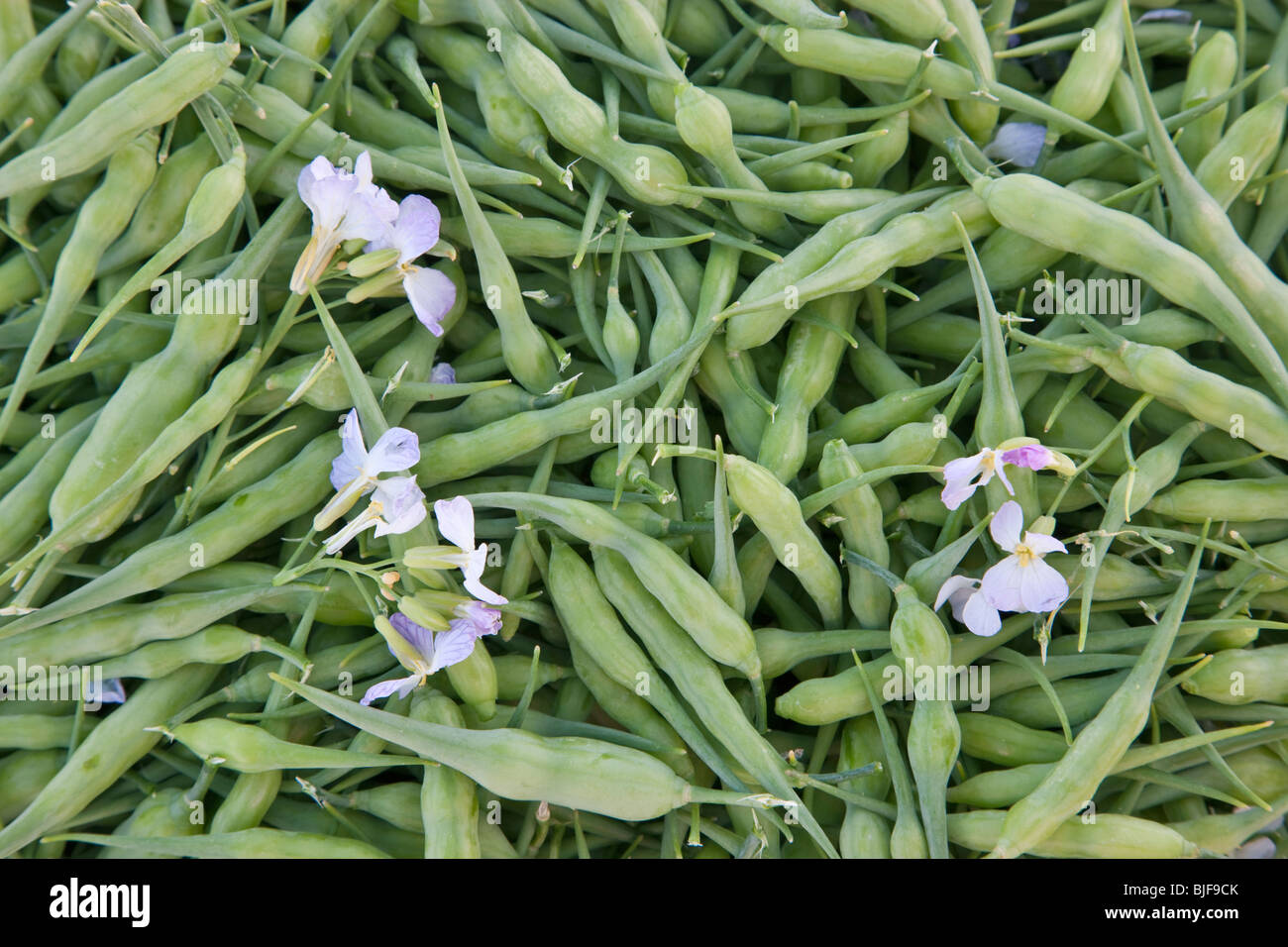 Seed pods of Daikon radish 'Raphanus sativus' , harvested. Stock Photo