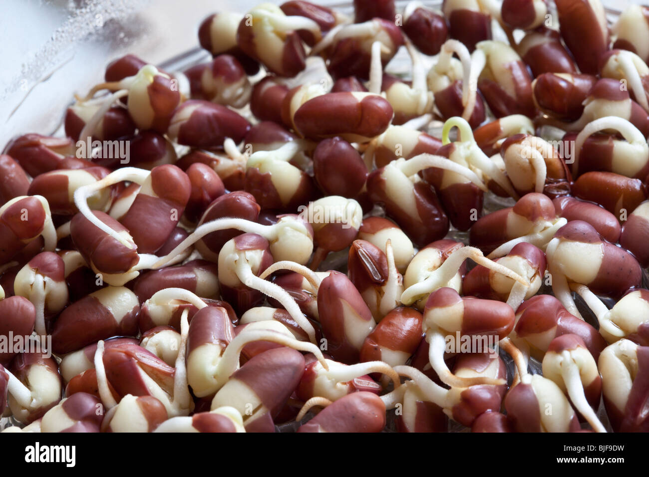 Bowl of adzuki bean sprouts, healthy food snack. Charles Lupica Stock Photo