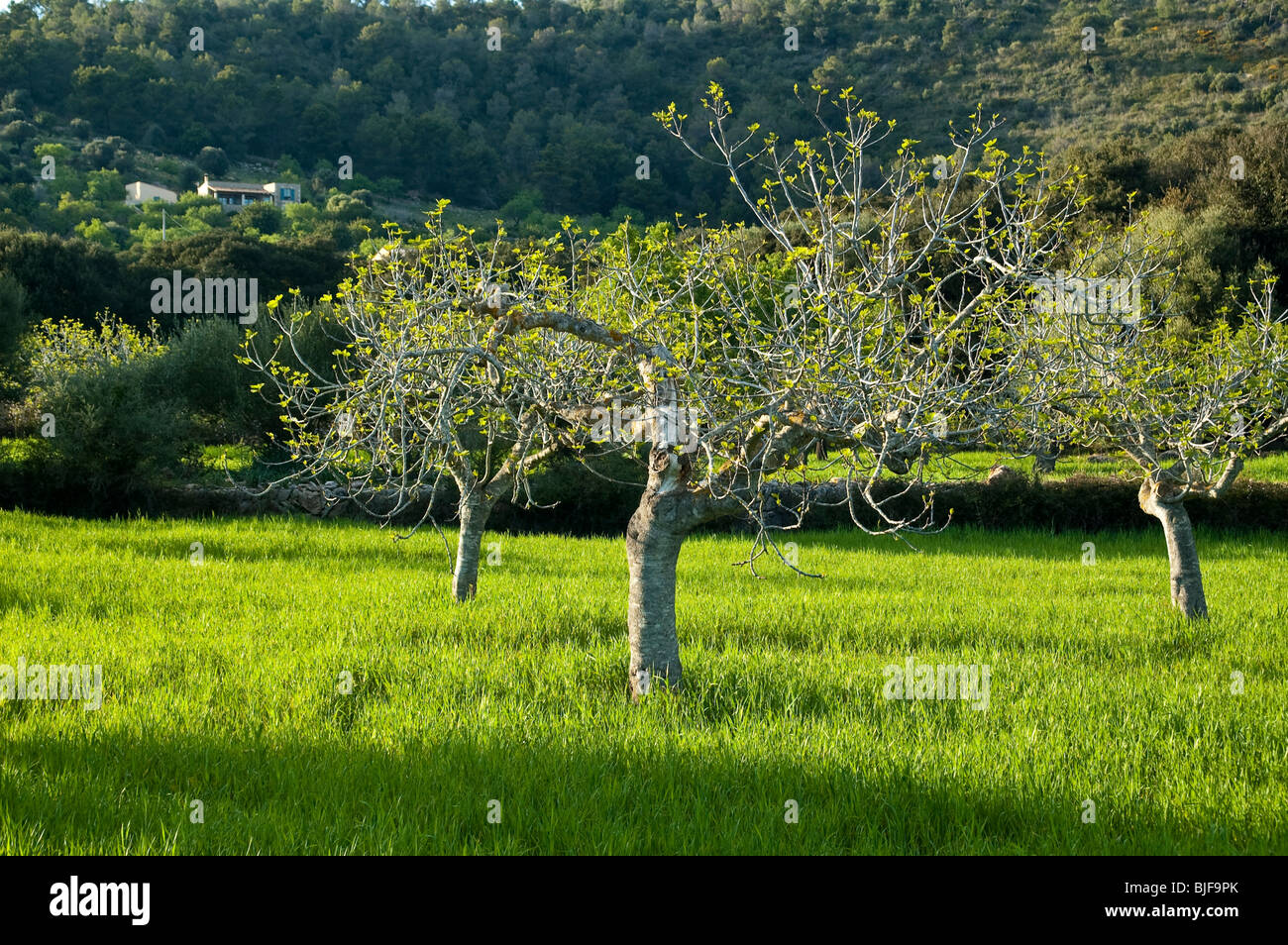 grüne Wiese mit Feigenbäumen im Frühling, Mallorca, Balearen, Spanien | green meadow with fig tree, spring, Mallorca, Spain Stock Photo