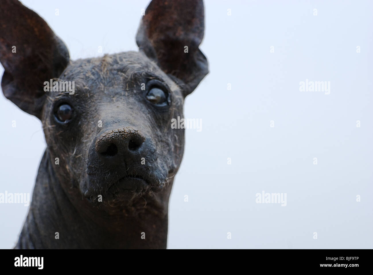 Why Do Dogs Get Crusty Noses