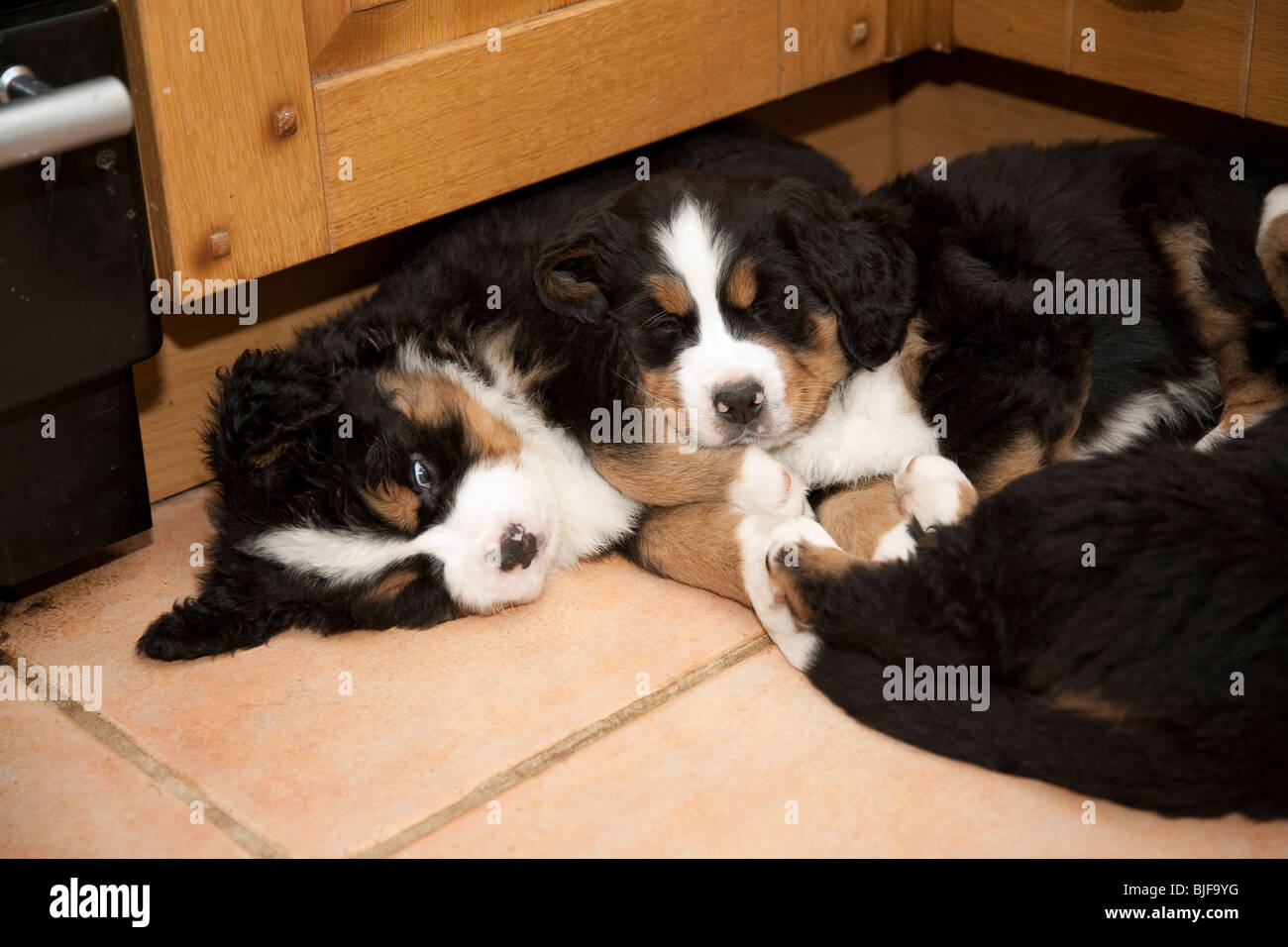 how much sleep do 6 week old puppies need