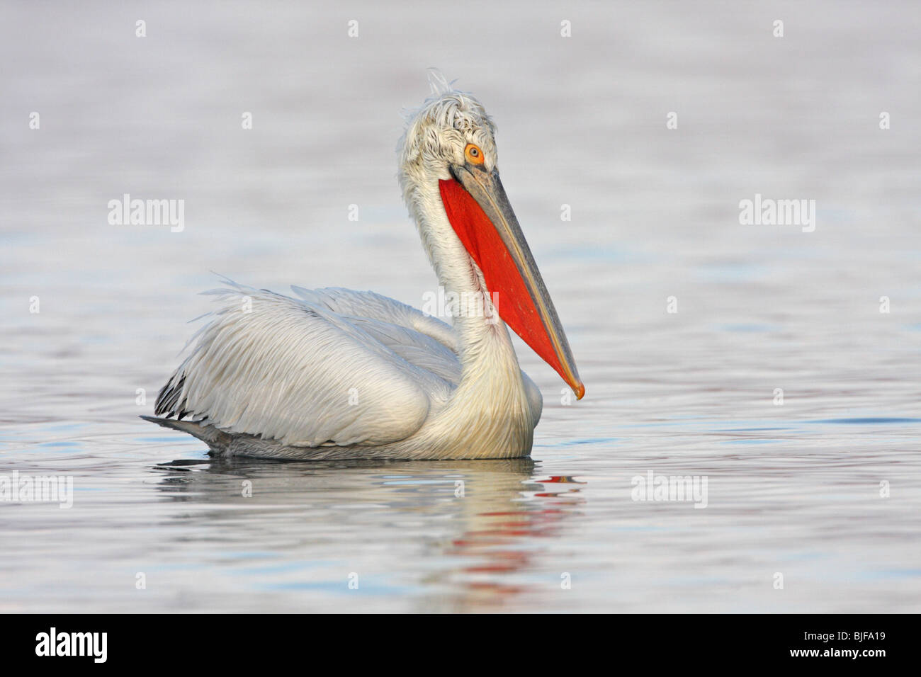 Dalmatian Pelican, Pelecanus crispus, with a red lower mandible in the breeding season Stock Photo