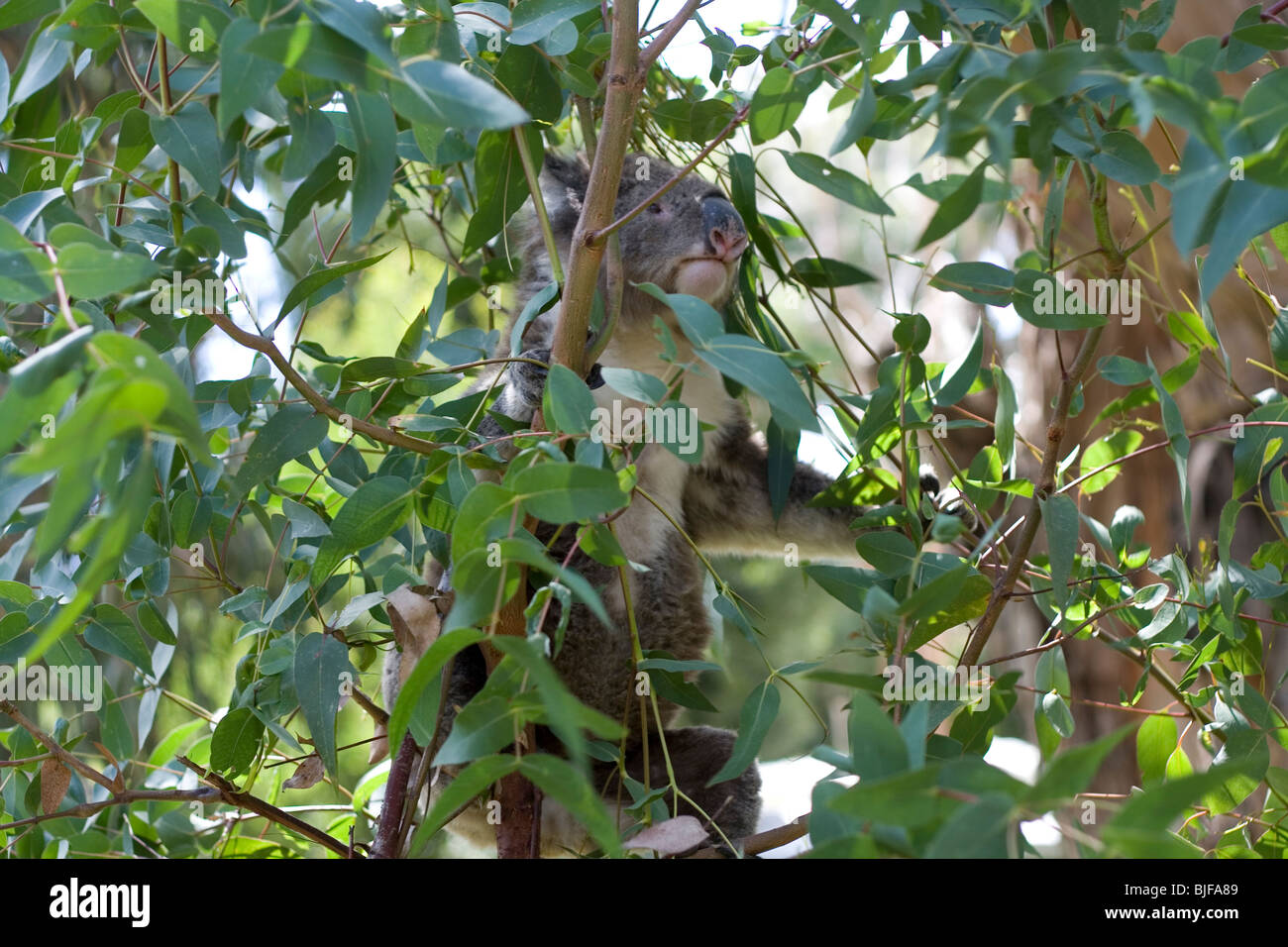 Koala high in tree hi-res stock photography and images - Alamy