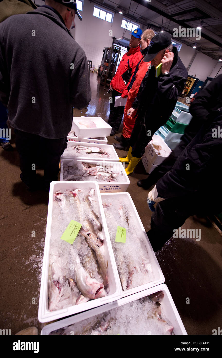 fish at fish auktion, Gothenburg Sweden Stock Photo
