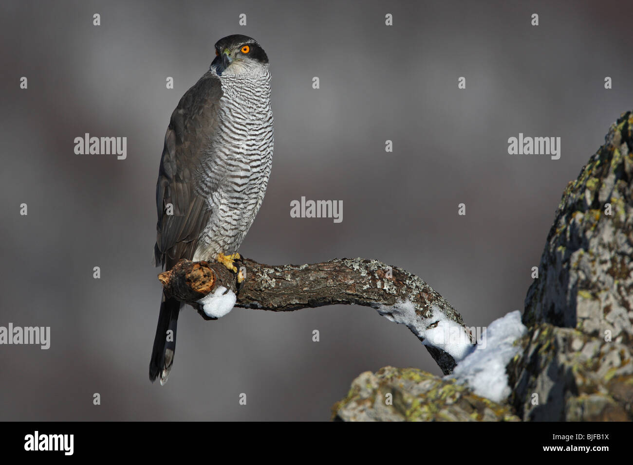 Goshawk alighted on a branch, Accipiter gentilis, Habicht, Havik, male ...