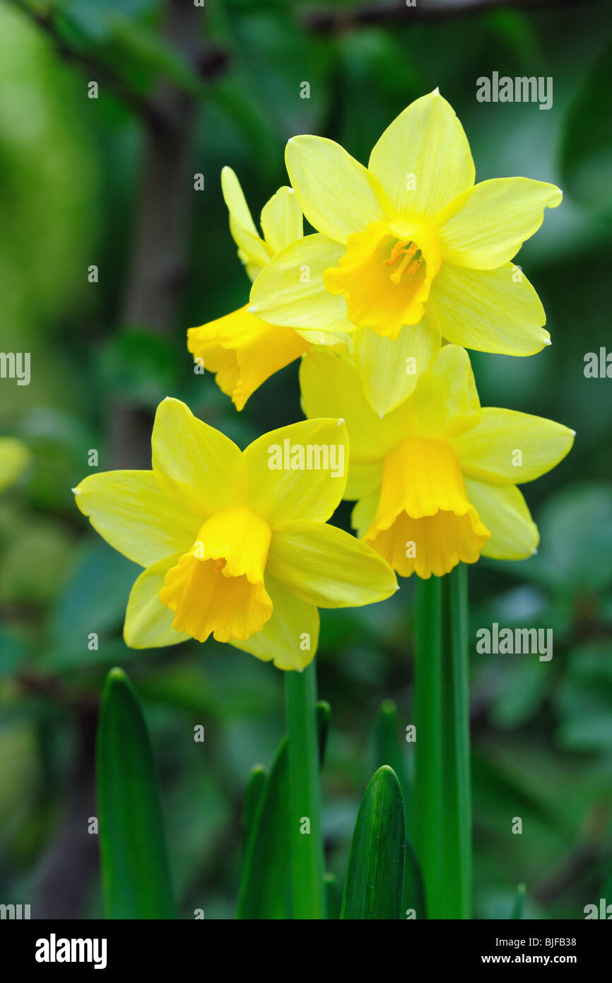 Yellow dwarf trumpet daffodils with tiny white petal tips Stock Photo