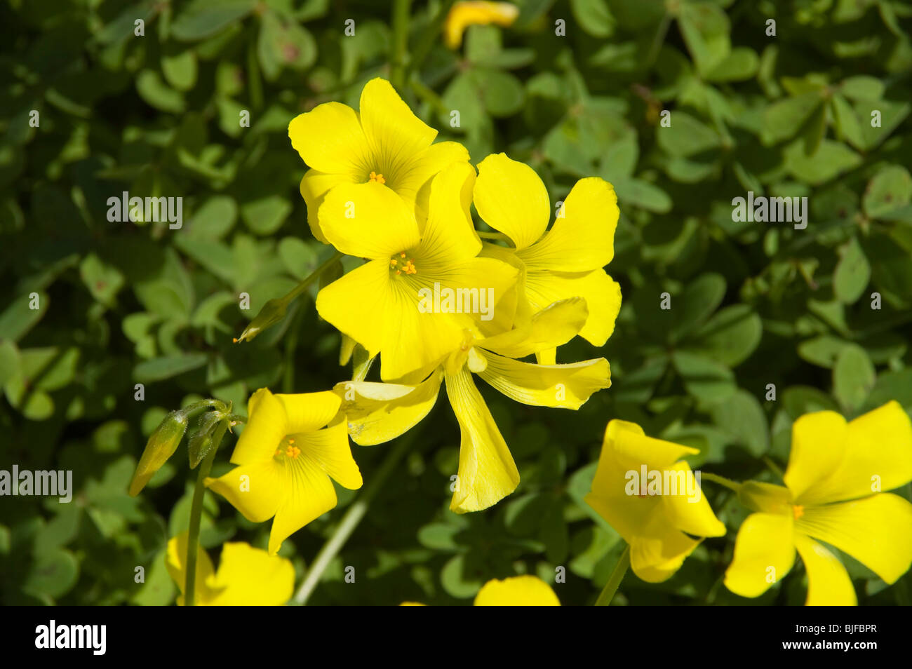 Frühling, gelbe Blüten, Mallorca, Balearen, Spanien | yellow Spring flowers, Mallorca, Spain Stock Photo