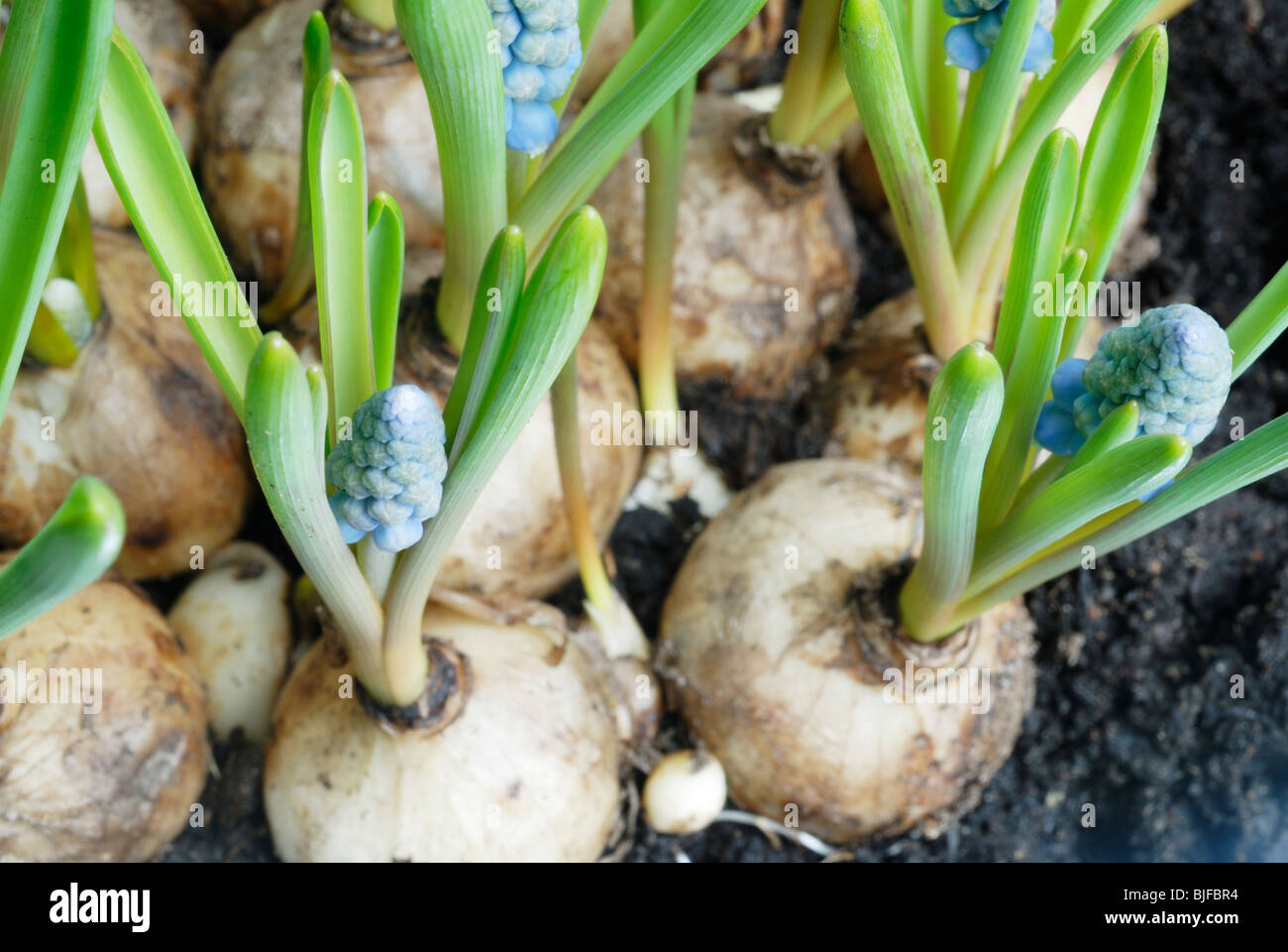 Sprouting bulbs of grape hyacinth (muscari Stock Photo Alamy