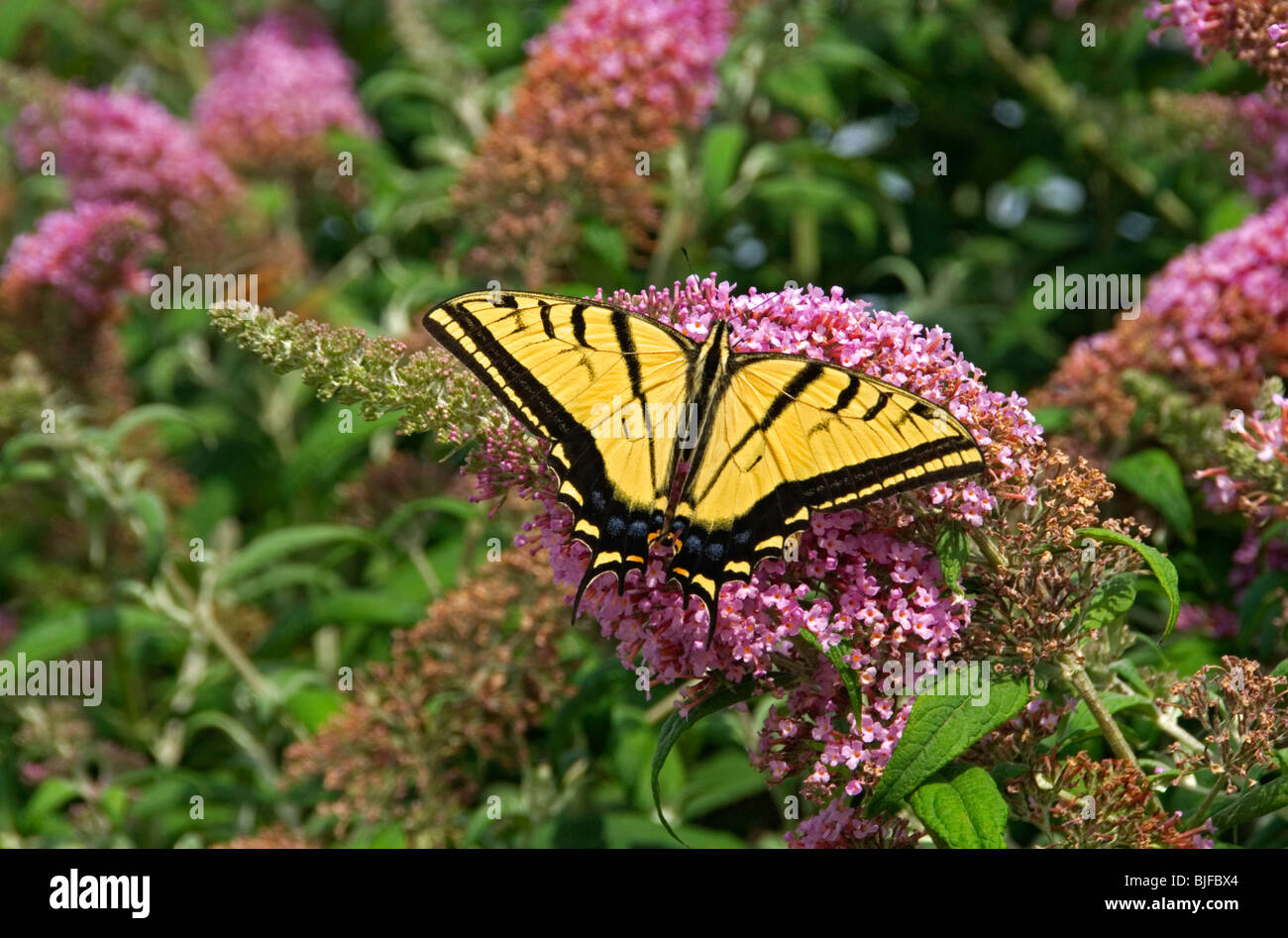 Two-Tailed Swallowtail butterfly (Papilio multicaudatus), Aurora Colorado US. Stock Photo