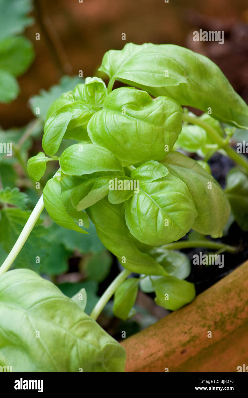 Basil plant close-up Stock Photo - Alamy