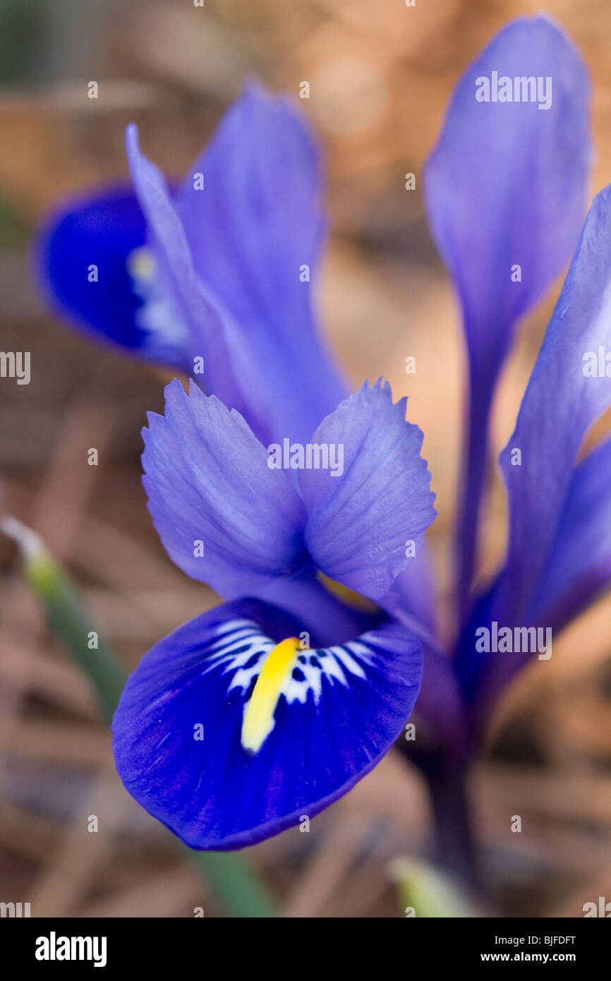 A dwarf Siberian iris (Iris sibirica) Stock Photo
