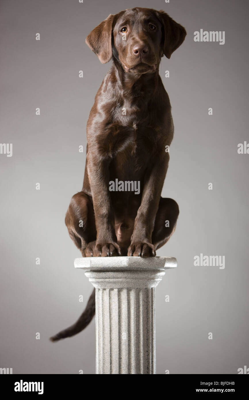 dog on a pedestal Stock Photo