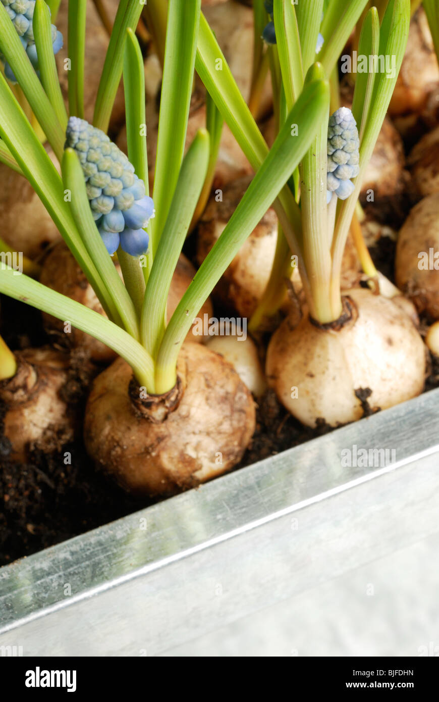 Sprouting bulbs of grape hyacinth (muscari Stock Photo Alamy