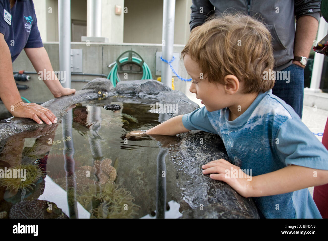 Tide Pool Exhibit, Aquarium of the Pacific, Long Beach, Los Angeles