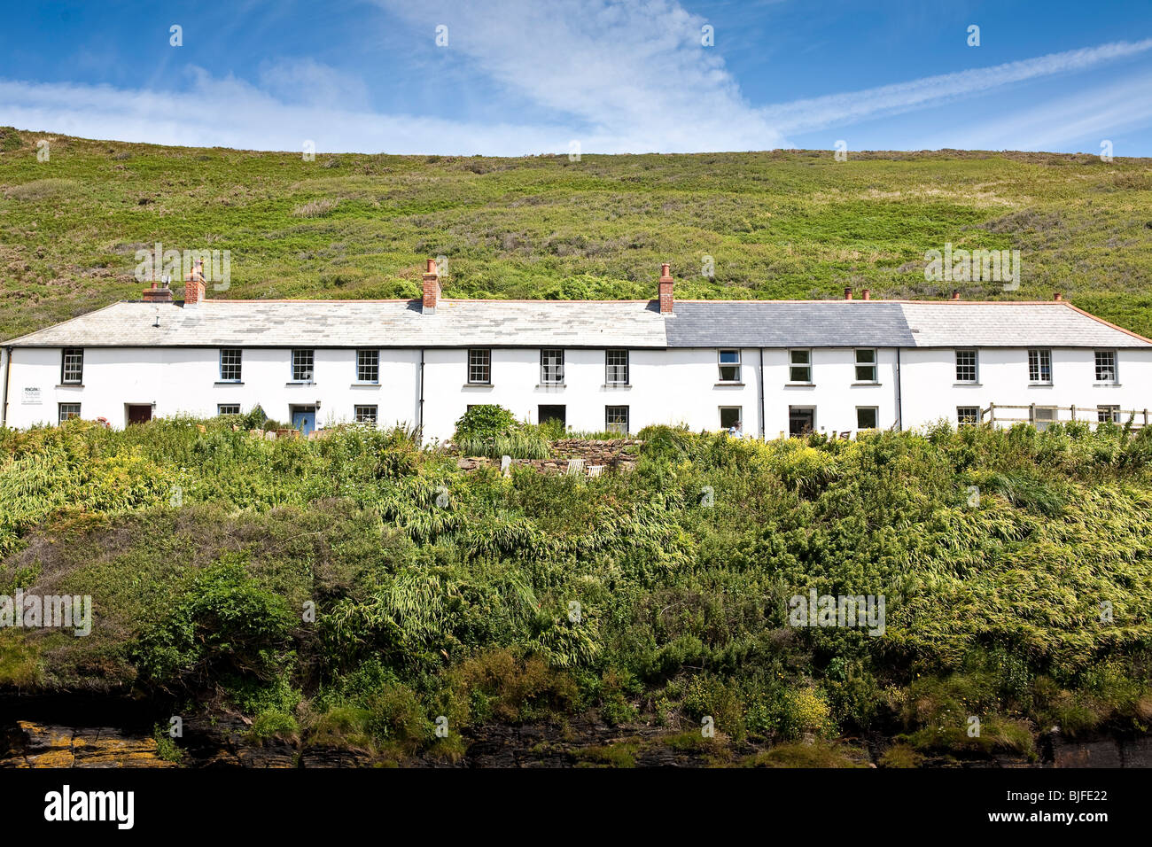 Row of white cottages immersed in heather clad bank with blue sky and feathery cloud, Boscastle, Cornwall. Stock Photo