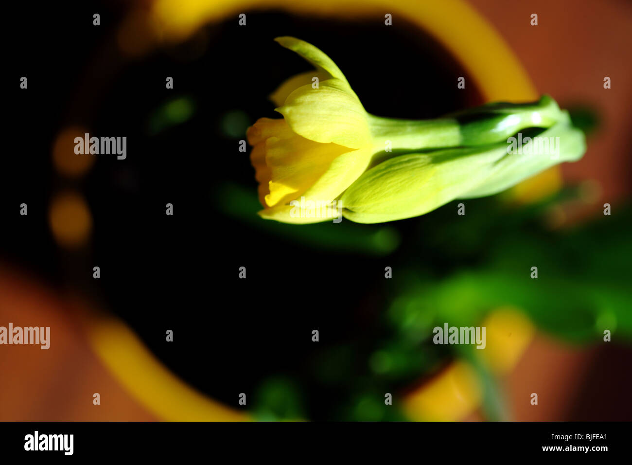 mini daffodil in a pot Stock Photo Alamy