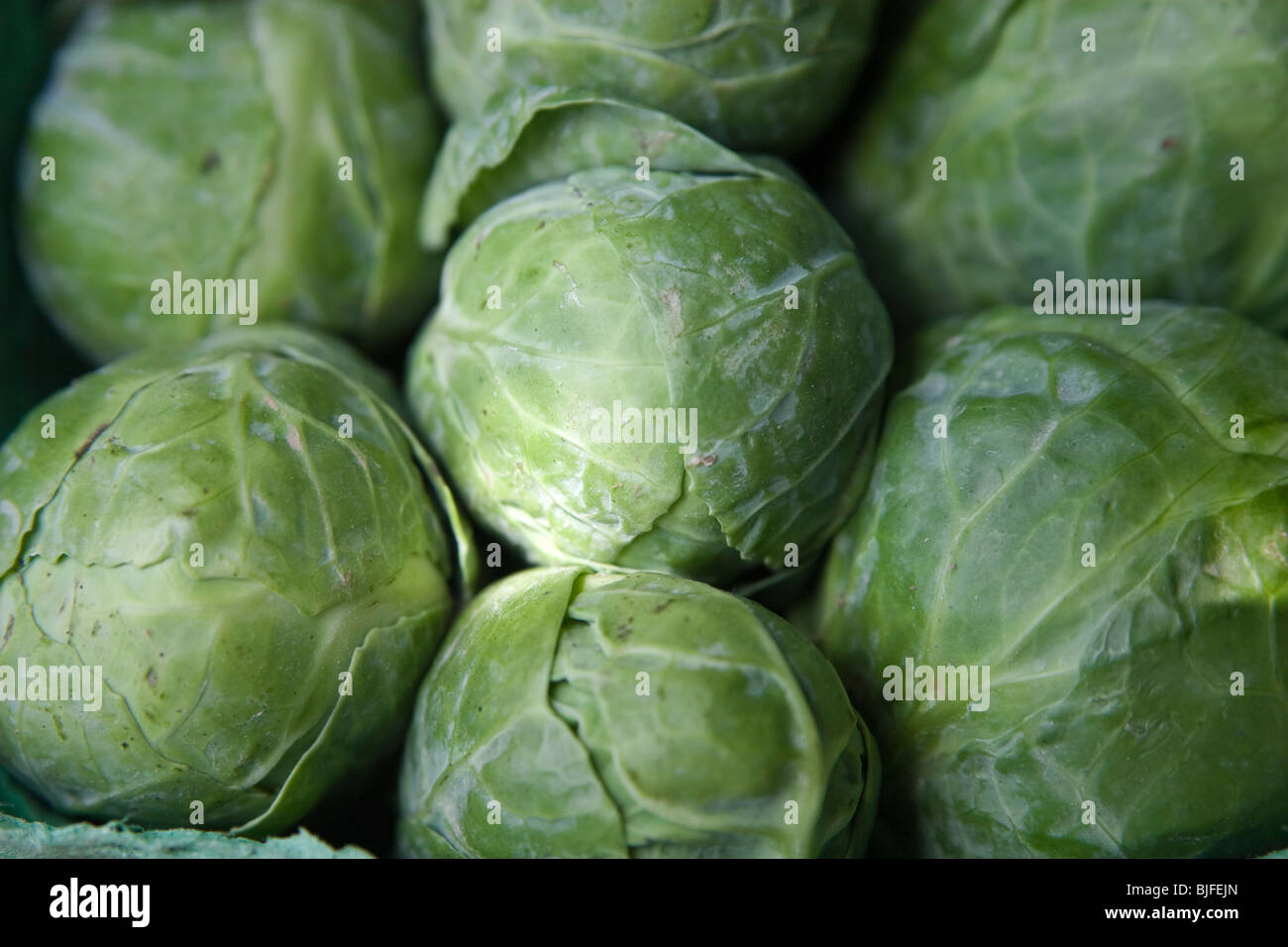 Brussel sprouts closeup Stock Photo Alamy