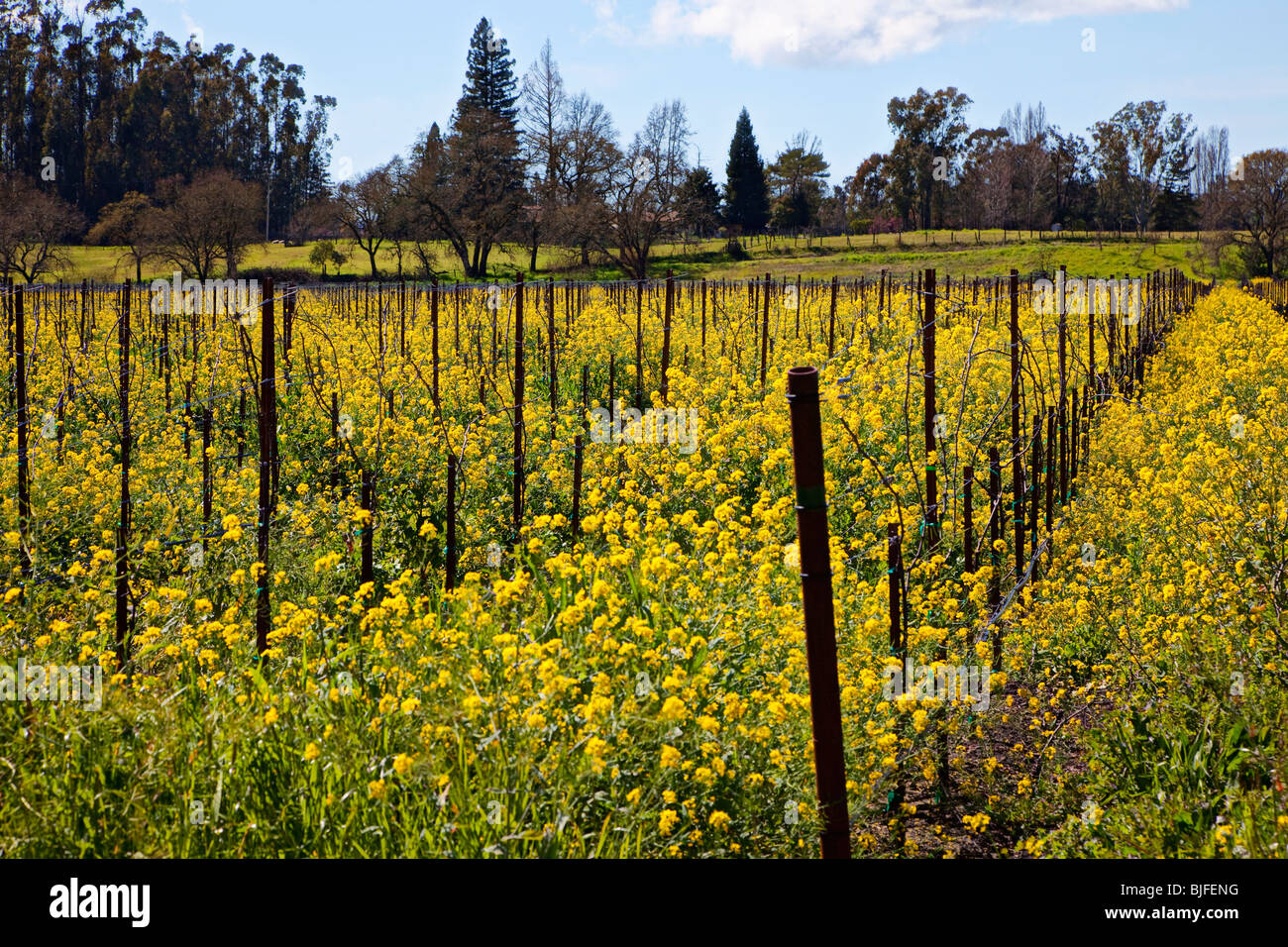 Mustard grass in Sonoma vineyards Stock Photo Alamy