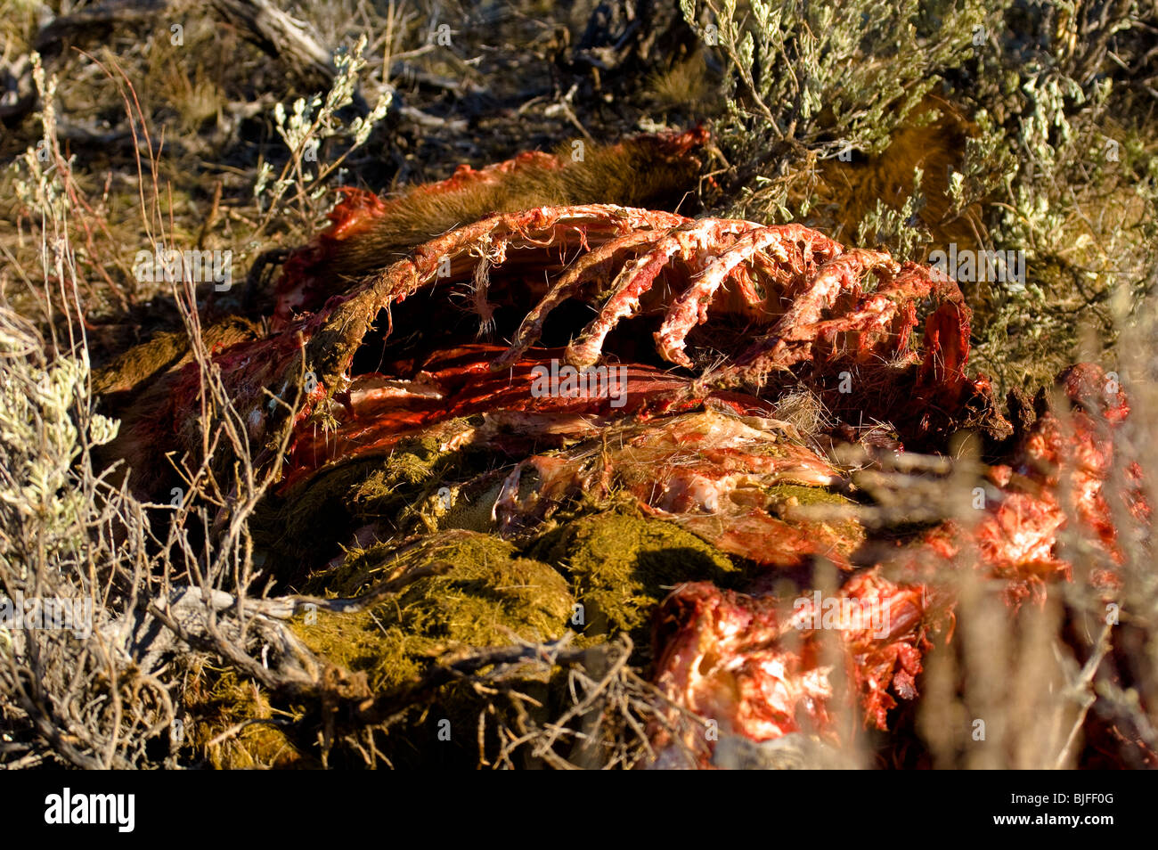 This is an image of an elk carcass after being killed by wolves. Stock Photo