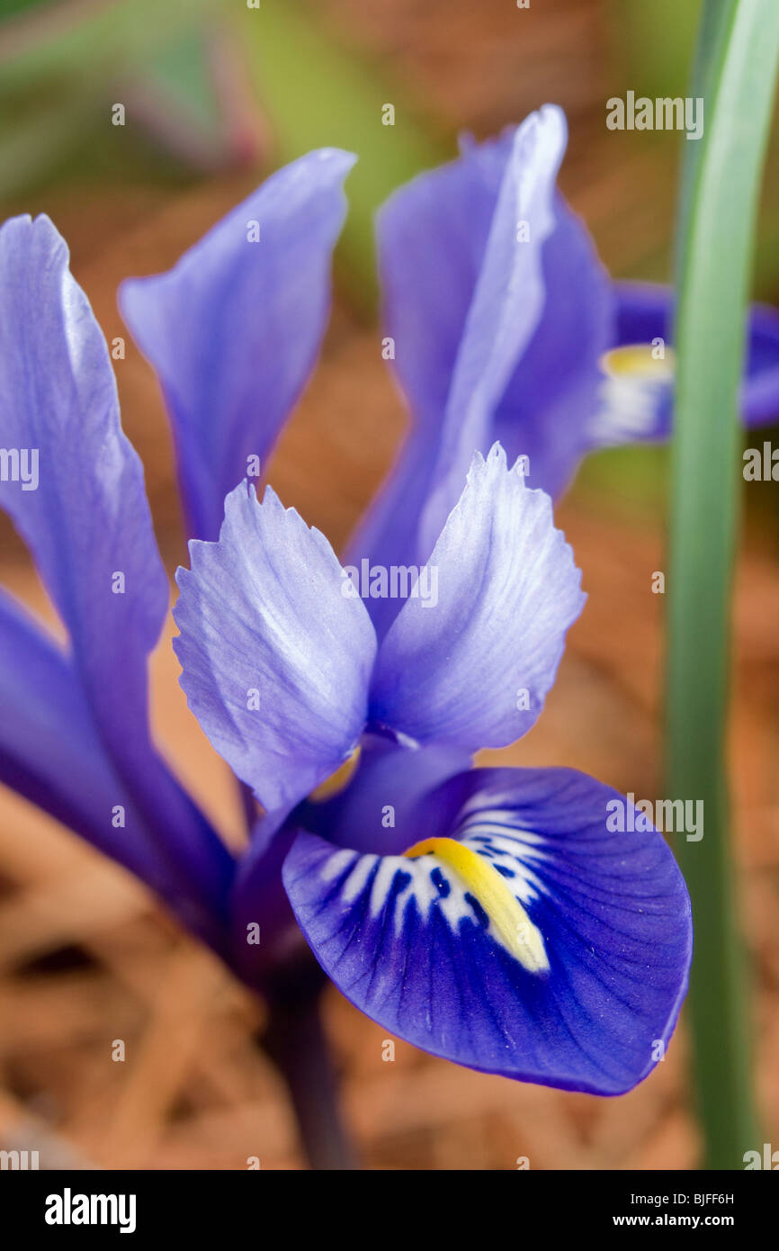 A dwarf Siberian iris (Iris sibirica) Stock Photo