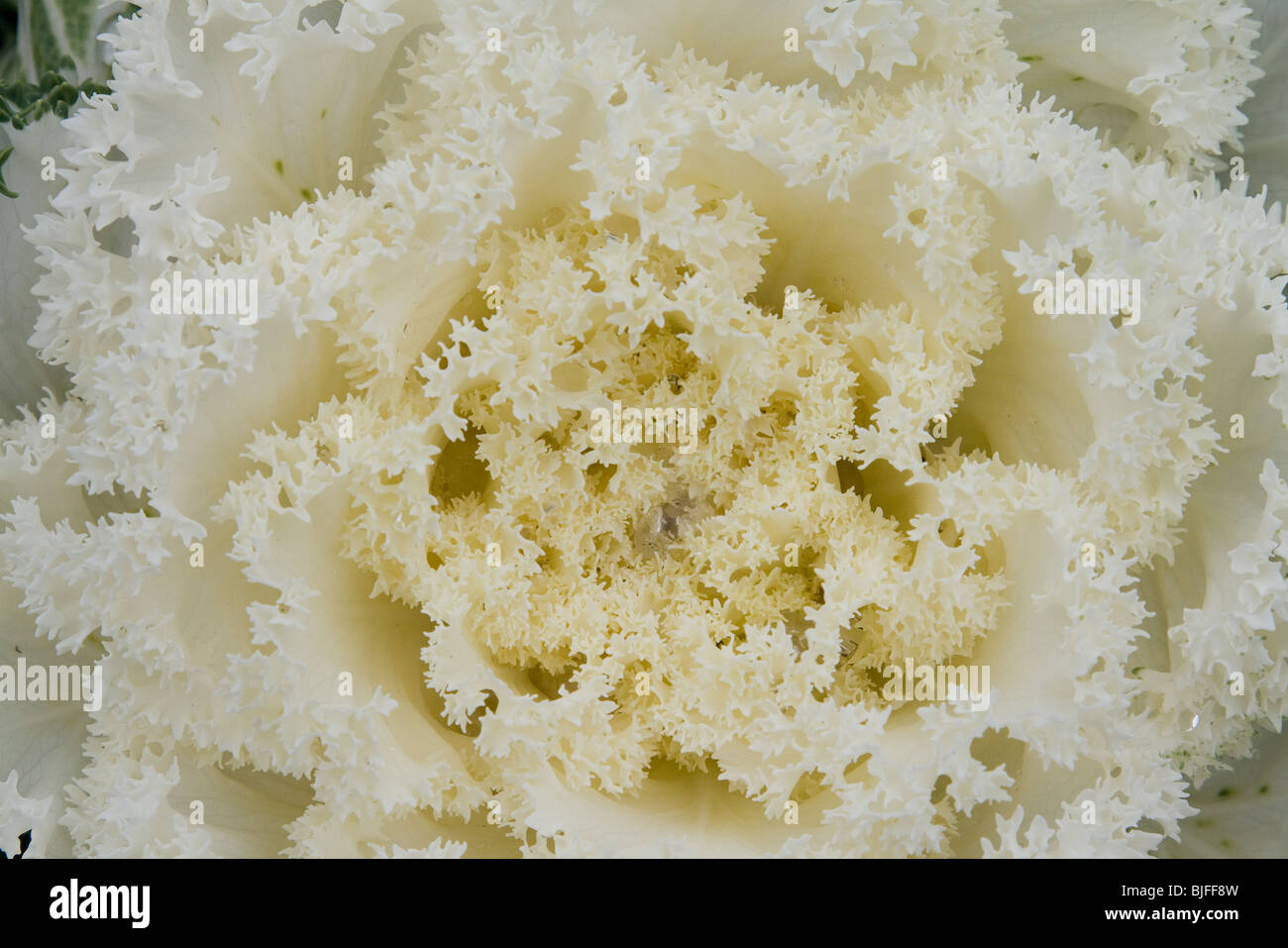 Cabbage flower white, yellowish Close up Stock Photo Alamy