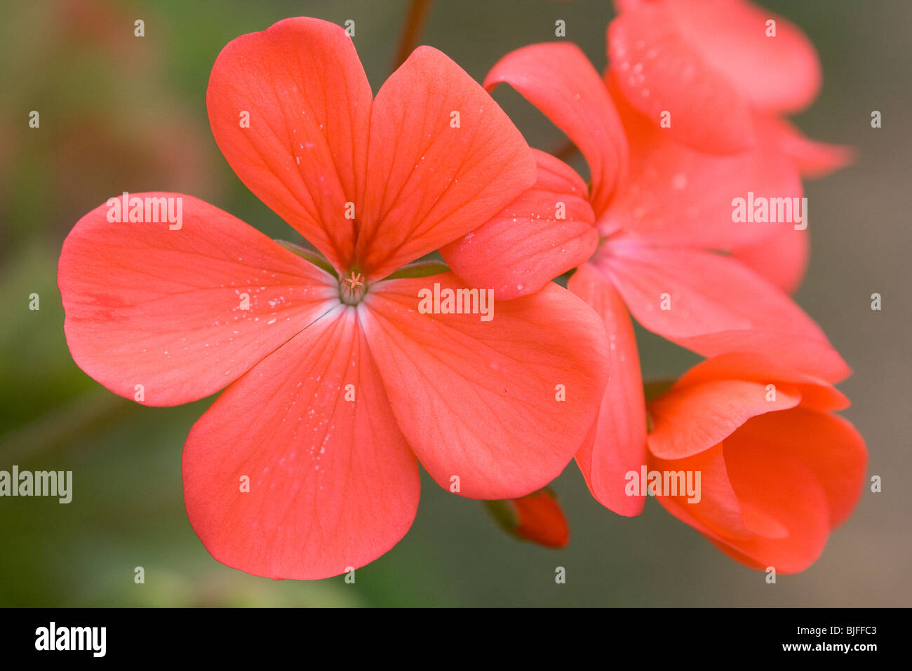 Close up of wild flowers in the Park Stock Photo - Alamy