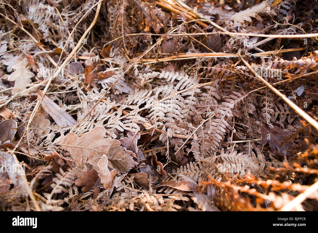 Winter frost coating brown leaves of oak and bracken on the woodland floor Stock Photo