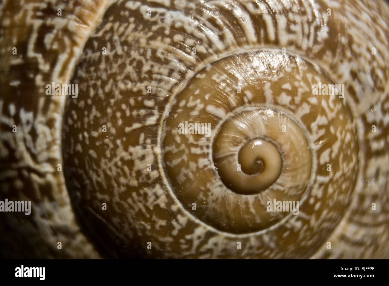 Extreme macro of a colorful snail shell Stock Photo Alamy