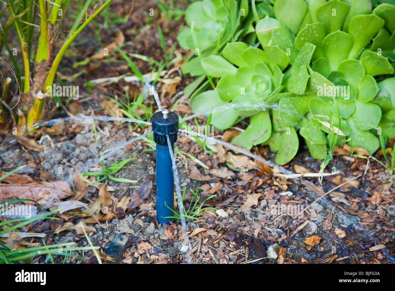 Image showcasing Low Flow sprinkler head with drought resistant plant (Aeonium arboreum ...