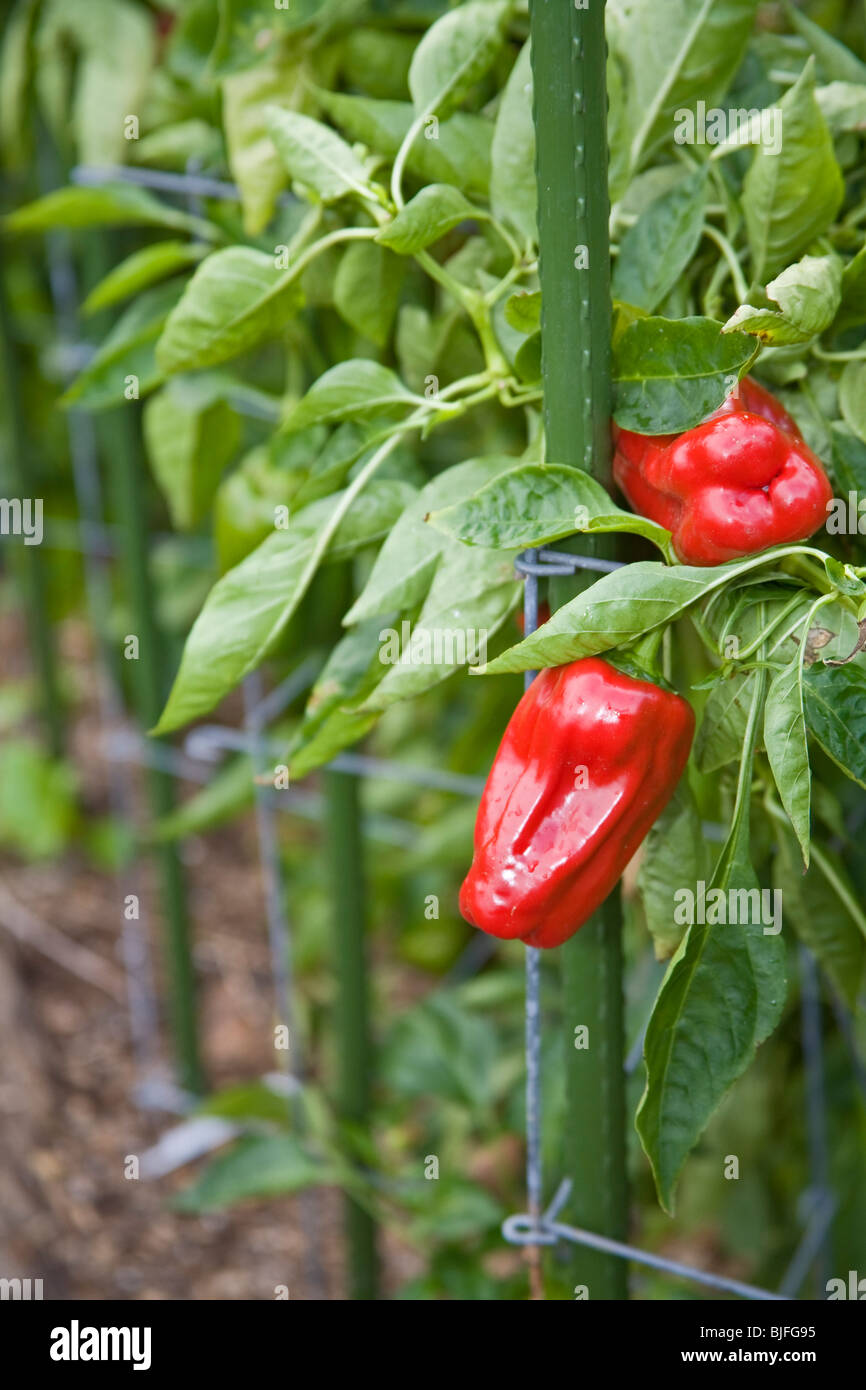 Yvonne Savio offers Master Gardener training at UC Cooperative Extension's Common Ground Garden Program Stock Photo