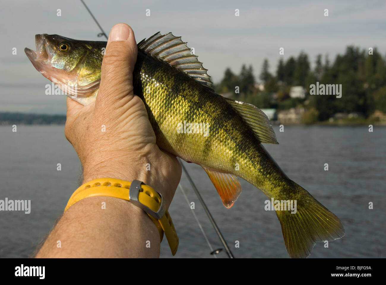 Perch fishing on Lake Washington in Juanita Bay, Kirkland, Washington near Seattle. Stock Photo