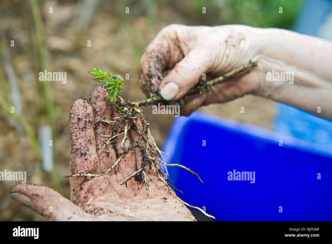 Yvonne Savio offers Master Gardener training at UC Cooperative Extension's Common Ground Garden Program Stock Photo