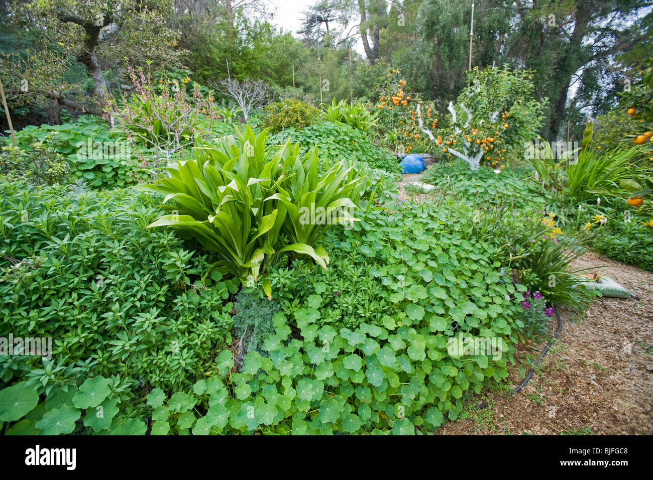 Yvonne Savio offers Master Gardener training at UC Cooperative Extension's Common Ground Garden Program Stock Photo