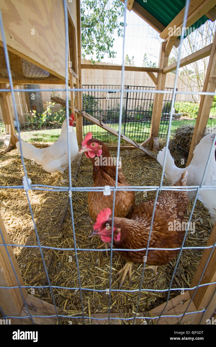Chicken coop hires stock photography and images Alamy