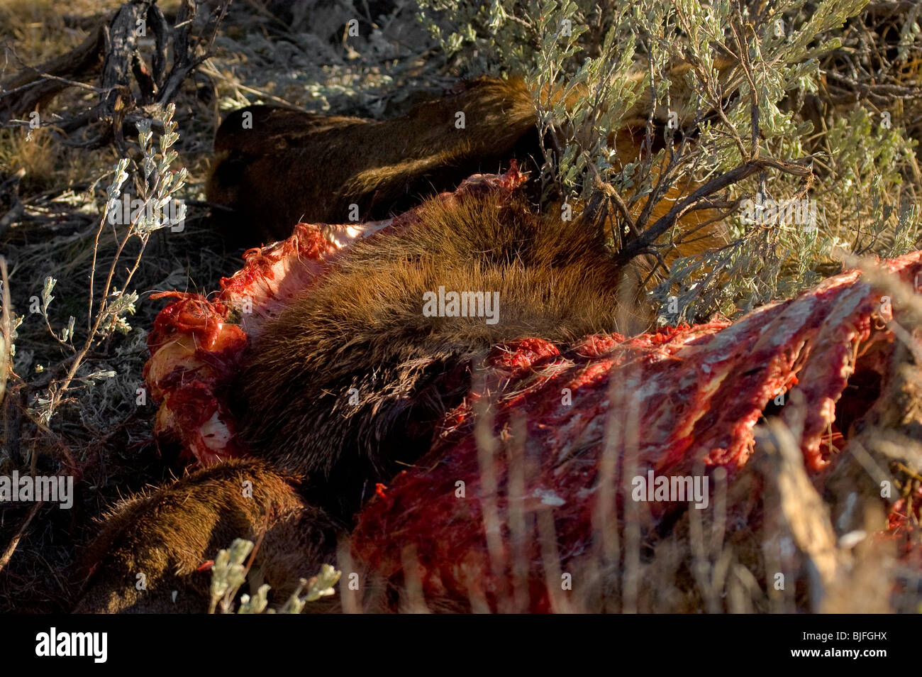 This is an image of an elk carcass after being killed by wolves. Stock Photo