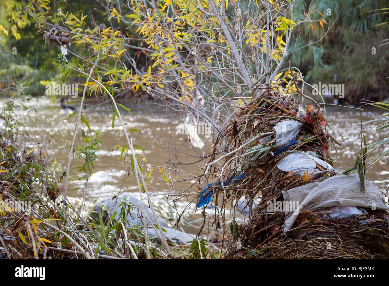 Plastic bags and other trash get caught and accumulate in trees and