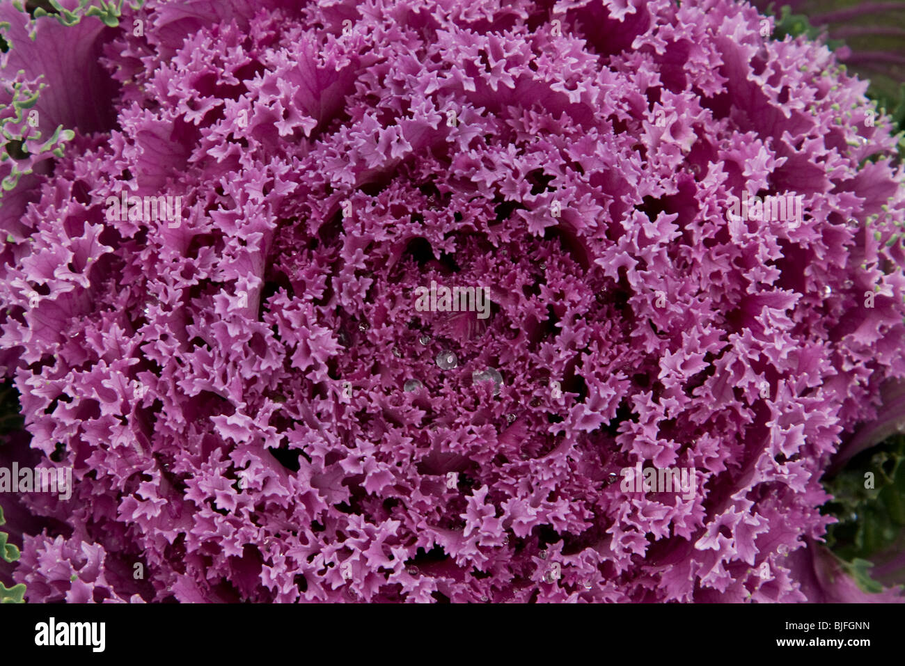 Purple cabbage flower closeup Stock Photo Alamy