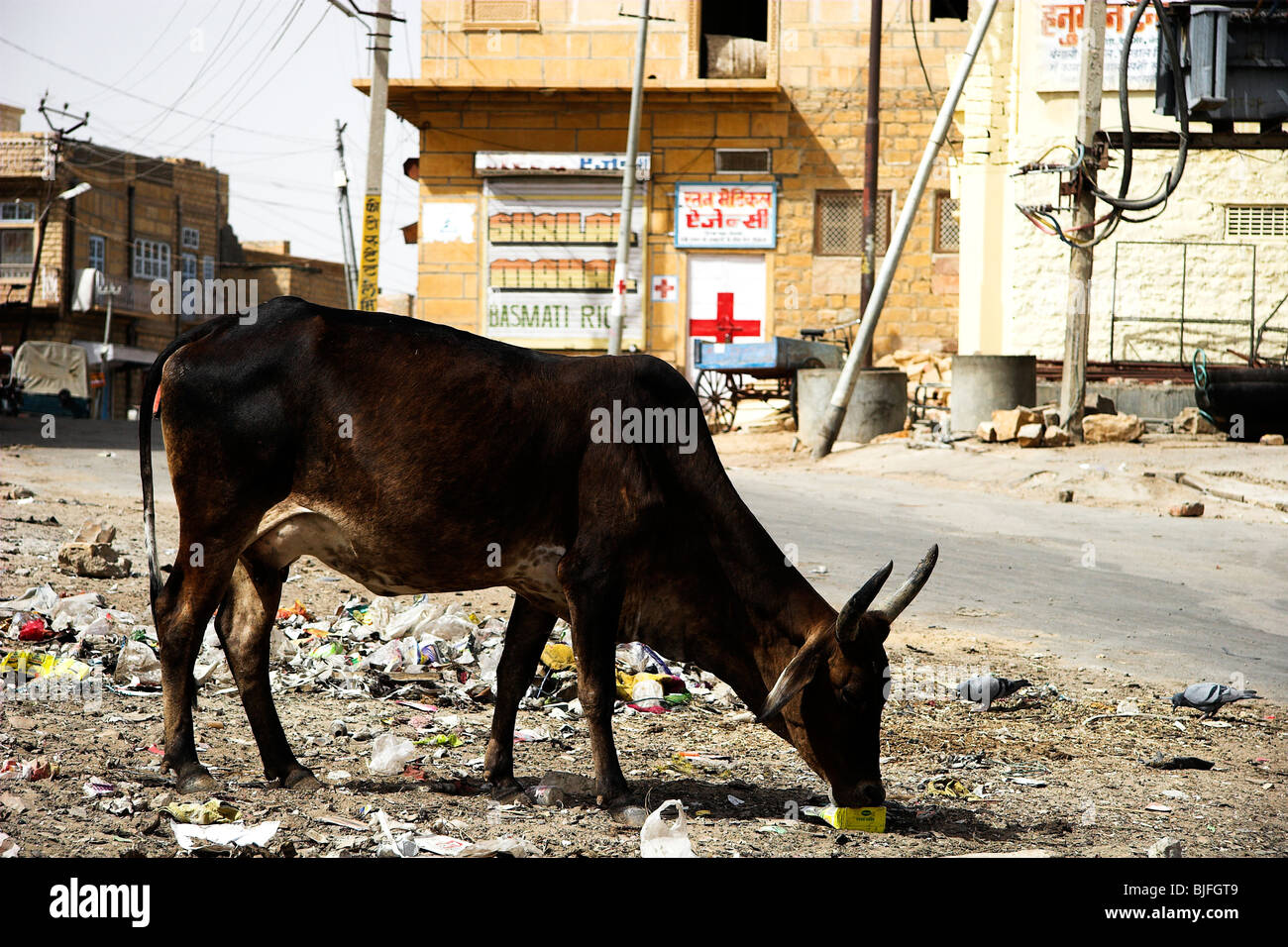 Cow sifting amongst rubbish for food in Jaisalmer, India Stock Photo