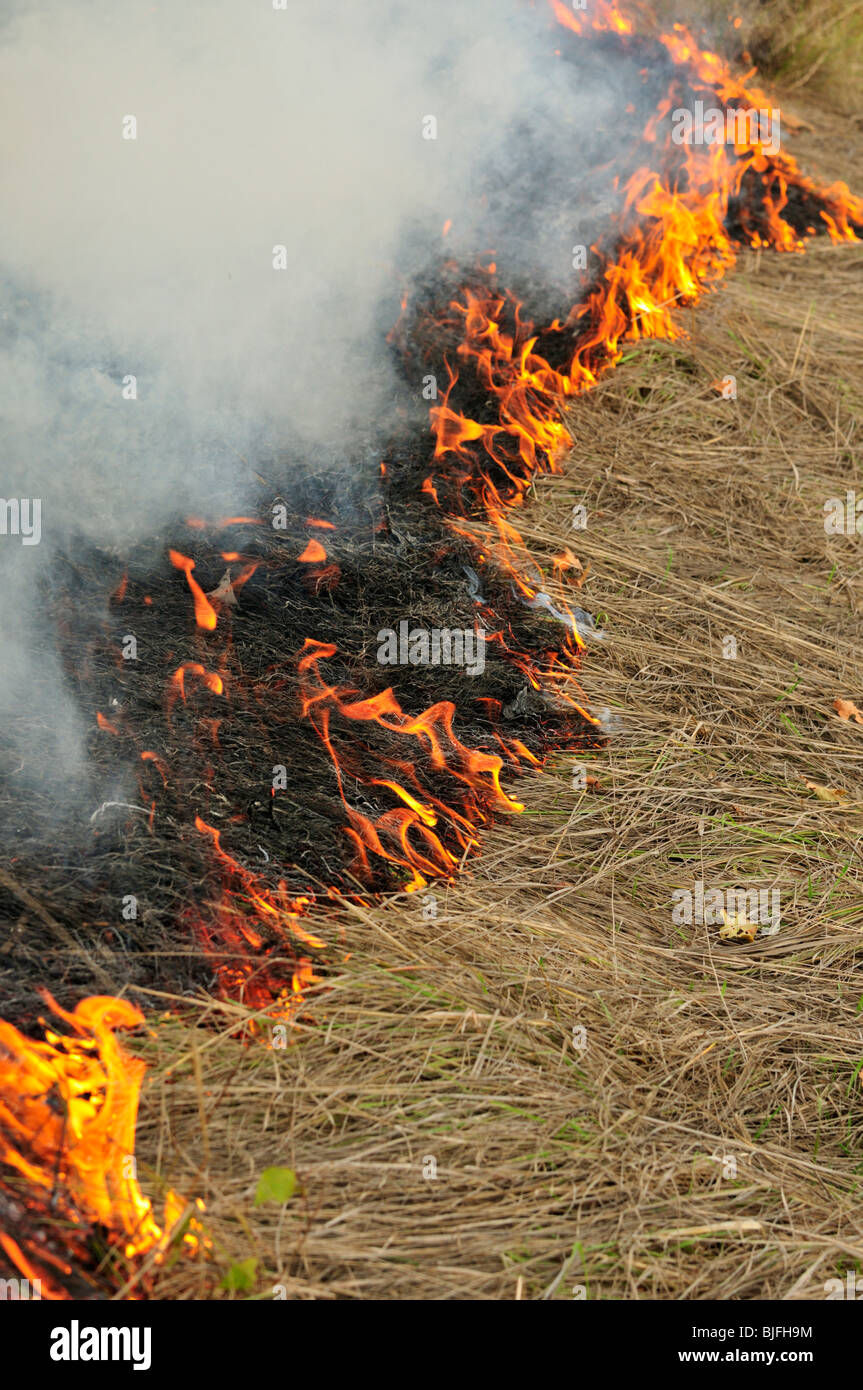 Prescribed burn grass fire Stock Photo