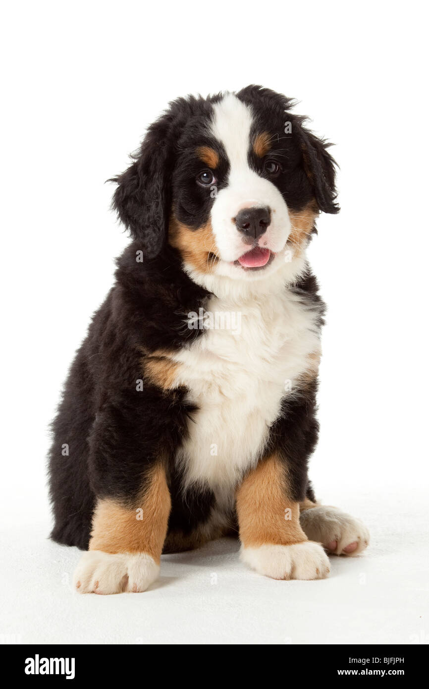 7 week old bernese mountain dog